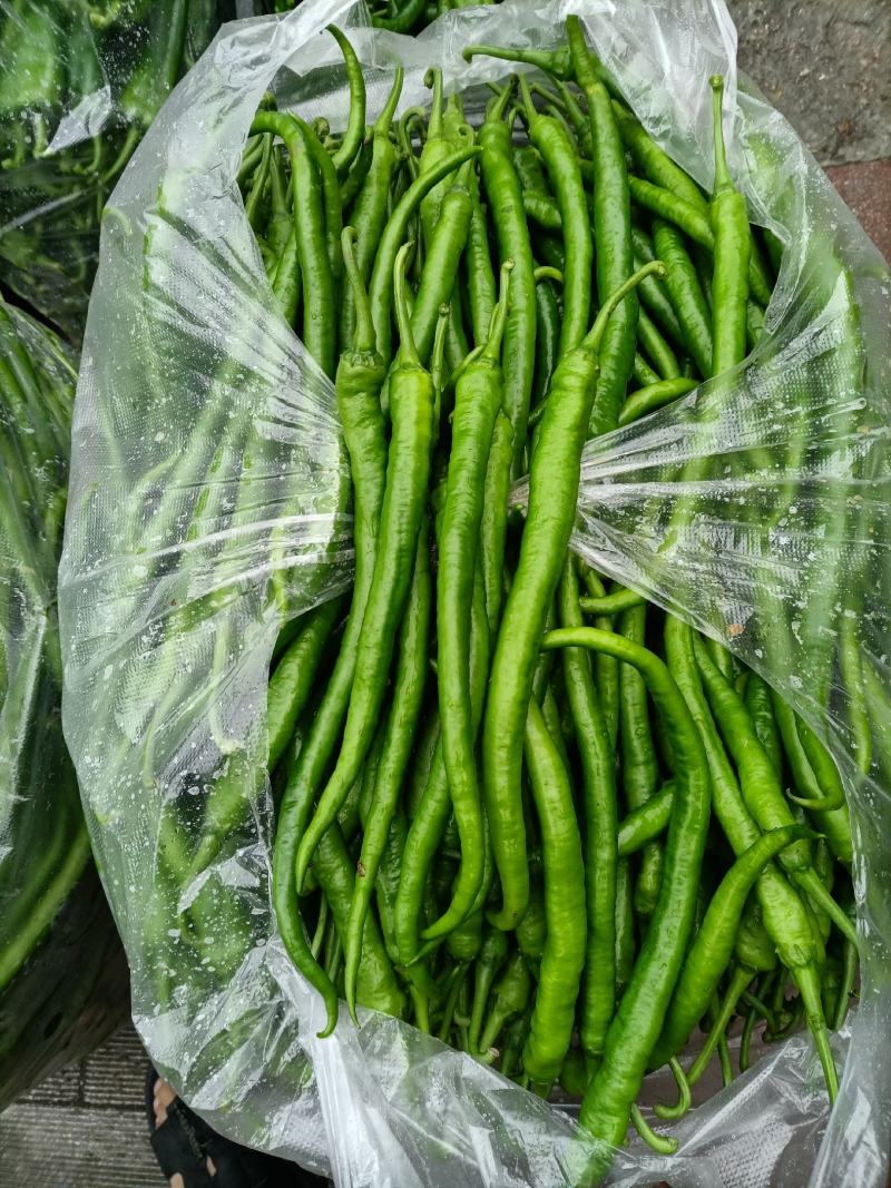 蔬菜辣椒批发代购