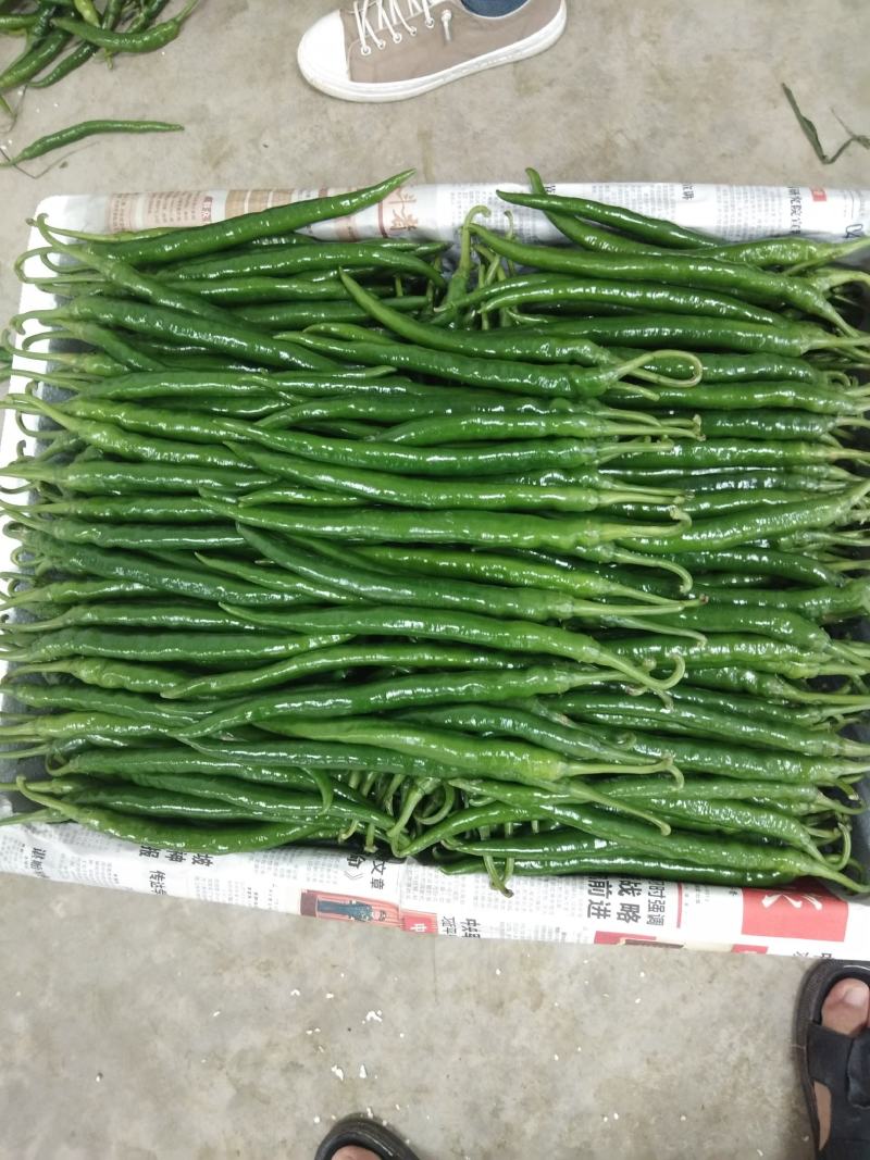 蔬菜辣椒批发代购
