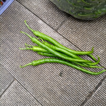 蔬菜辣椒批发代购