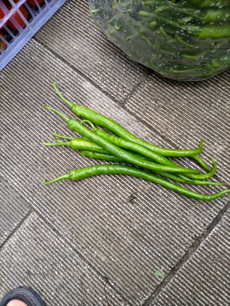蔬菜辣椒批发代购