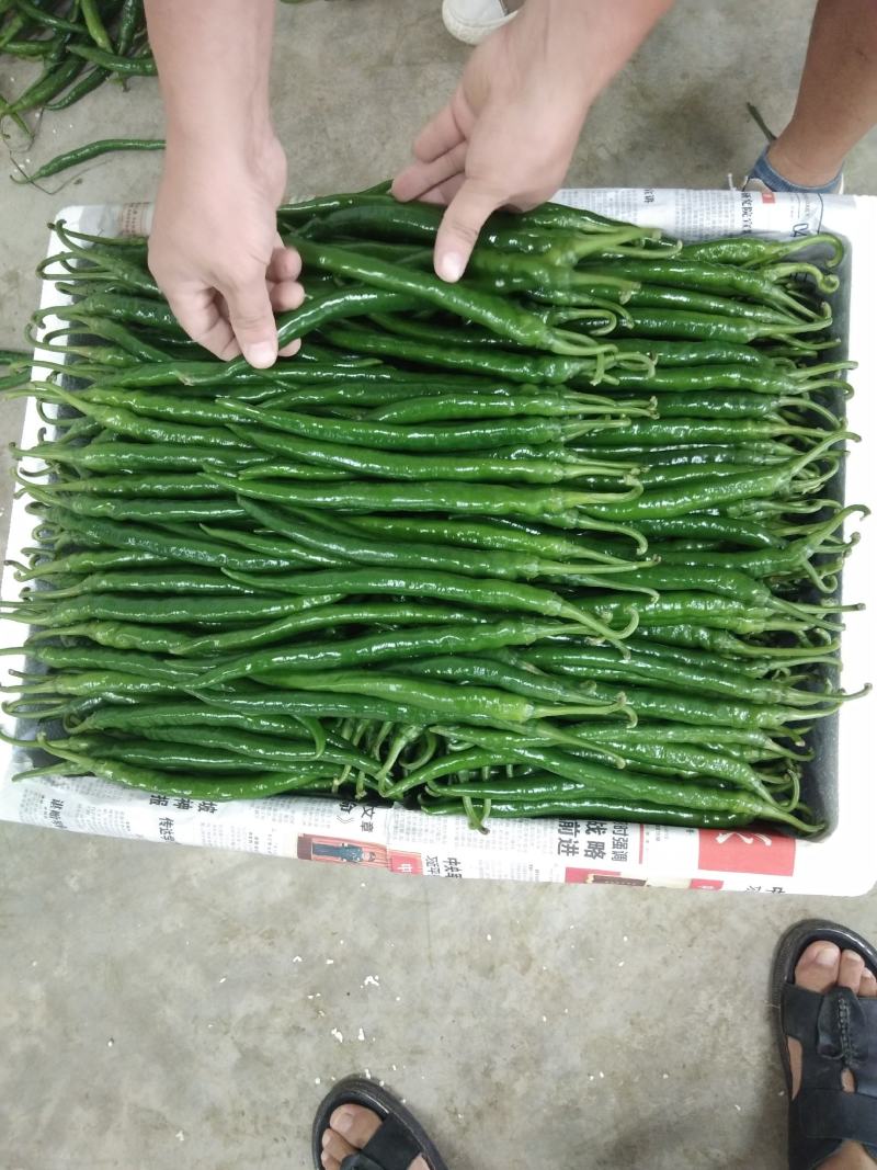 蔬菜辣椒批发代购
