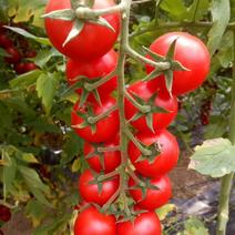 红黄串西红柿园区自种植