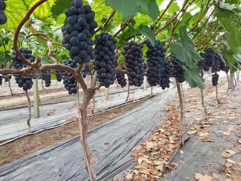 夏黑葡萄，品种特色报团全黑色，口感20糖以上。特甜。