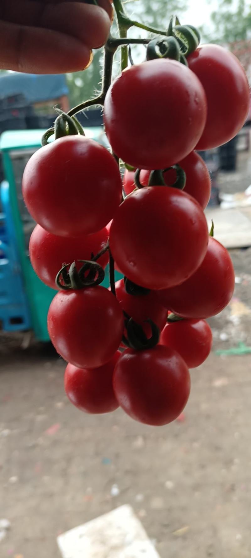 圣女果