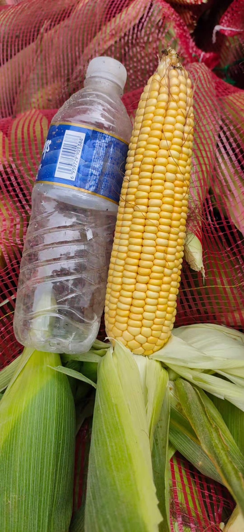 黄玉米，黏白玉米，个头大包衣青色保持久，耐存储，颗粒饱满