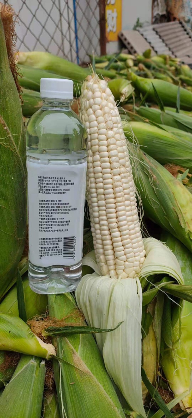黄玉米，黏白玉米，个头大包衣青色保持久，耐存储，颗粒饱满