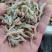 节头鱼小鱼饲料鱼食品级烘干小鱼！大量现货产地直发不包邮