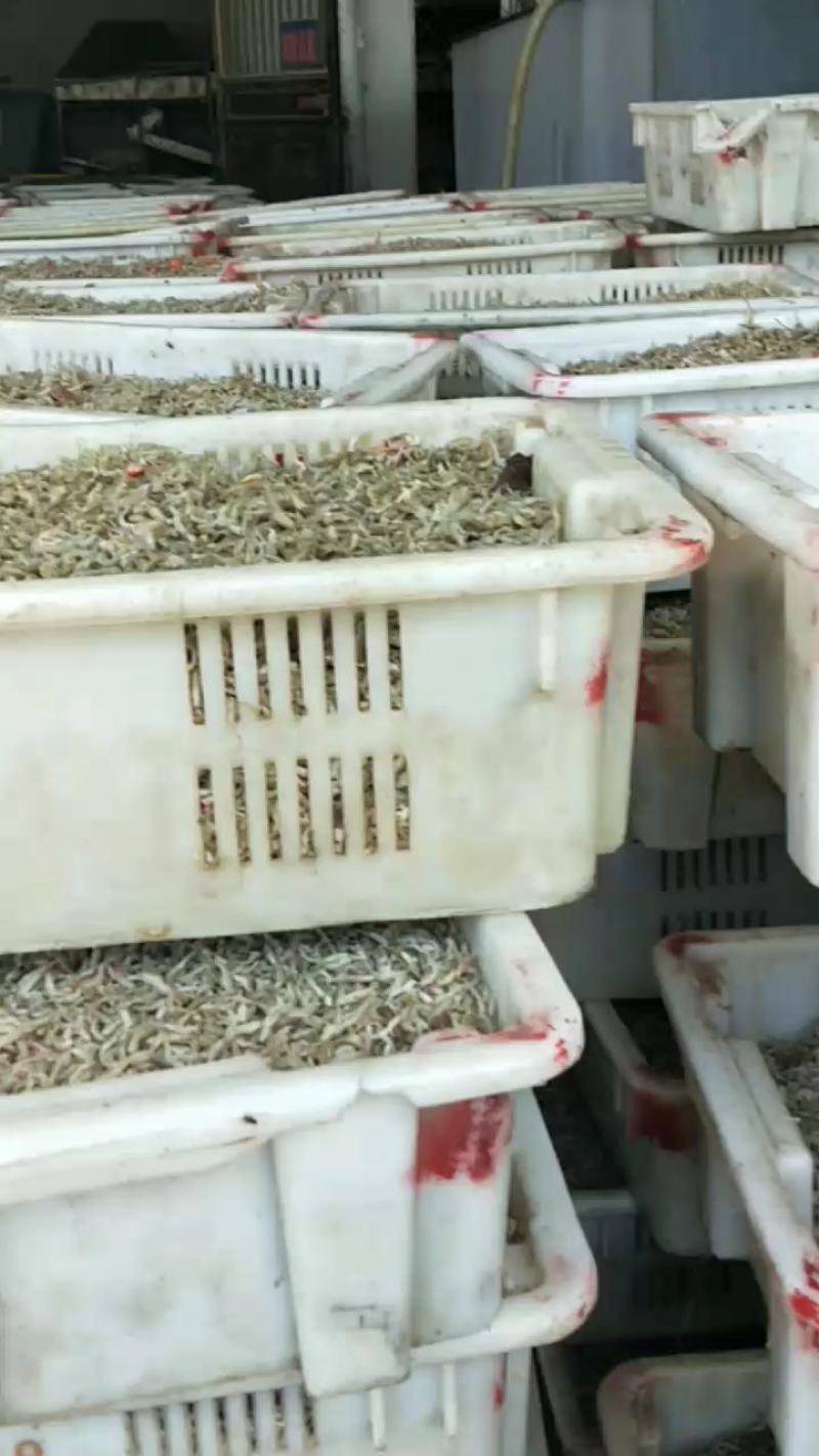 节头鱼小鱼饲料鱼食品级烘干小鱼！大量现货产地直发不包邮