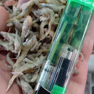 节头鱼小鱼饲料鱼食品级烘干小鱼！大量现货产地直发不包邮