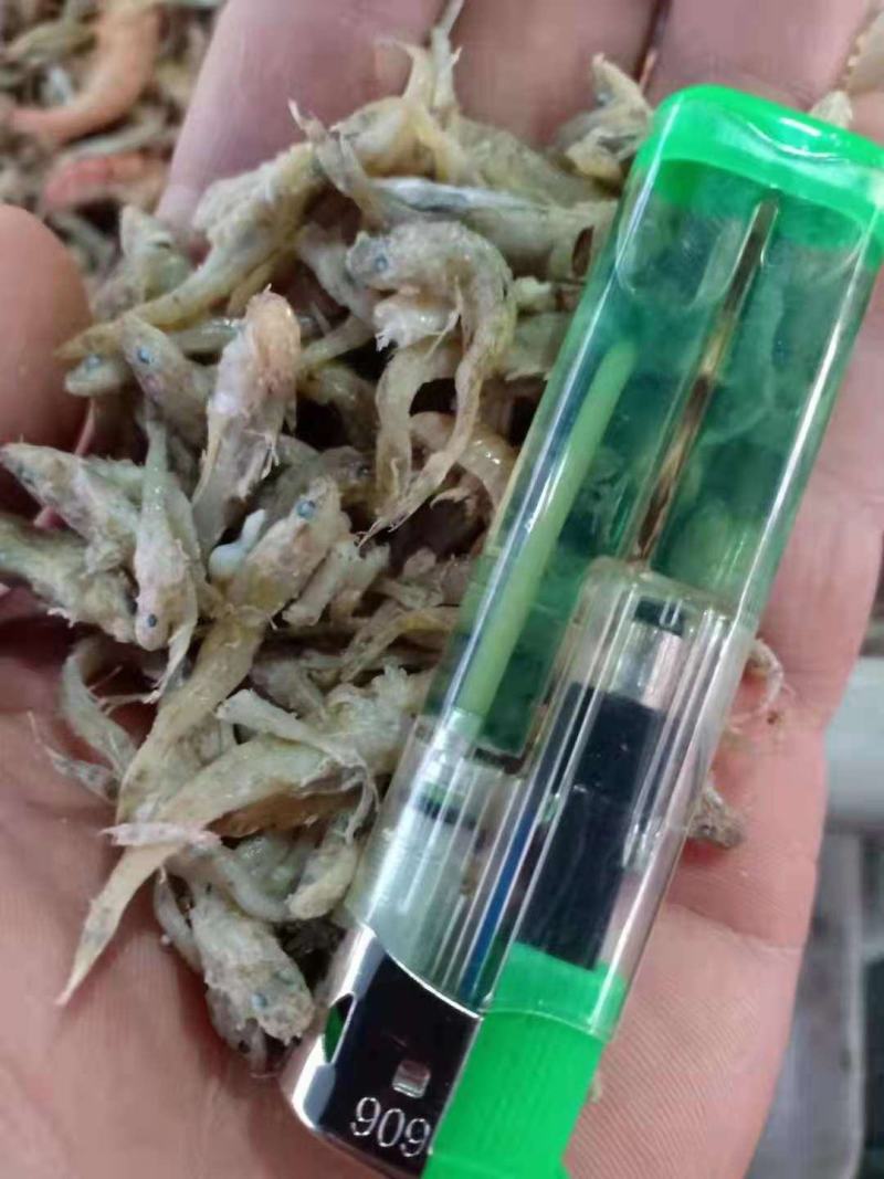 节头鱼小鱼饲料鱼食品级烘干小鱼！大量现货产地直发不包邮