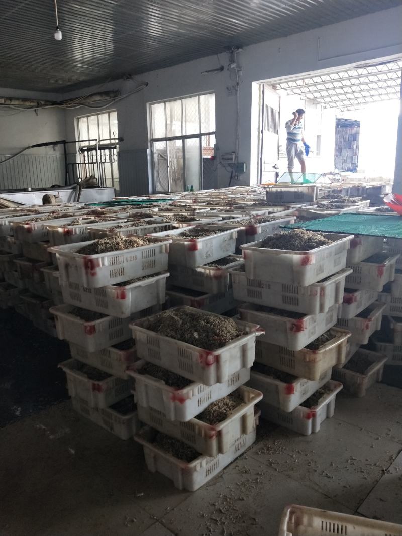 节头鱼小鱼饲料鱼食品级烘干小鱼！大量现货产地直发不包邮