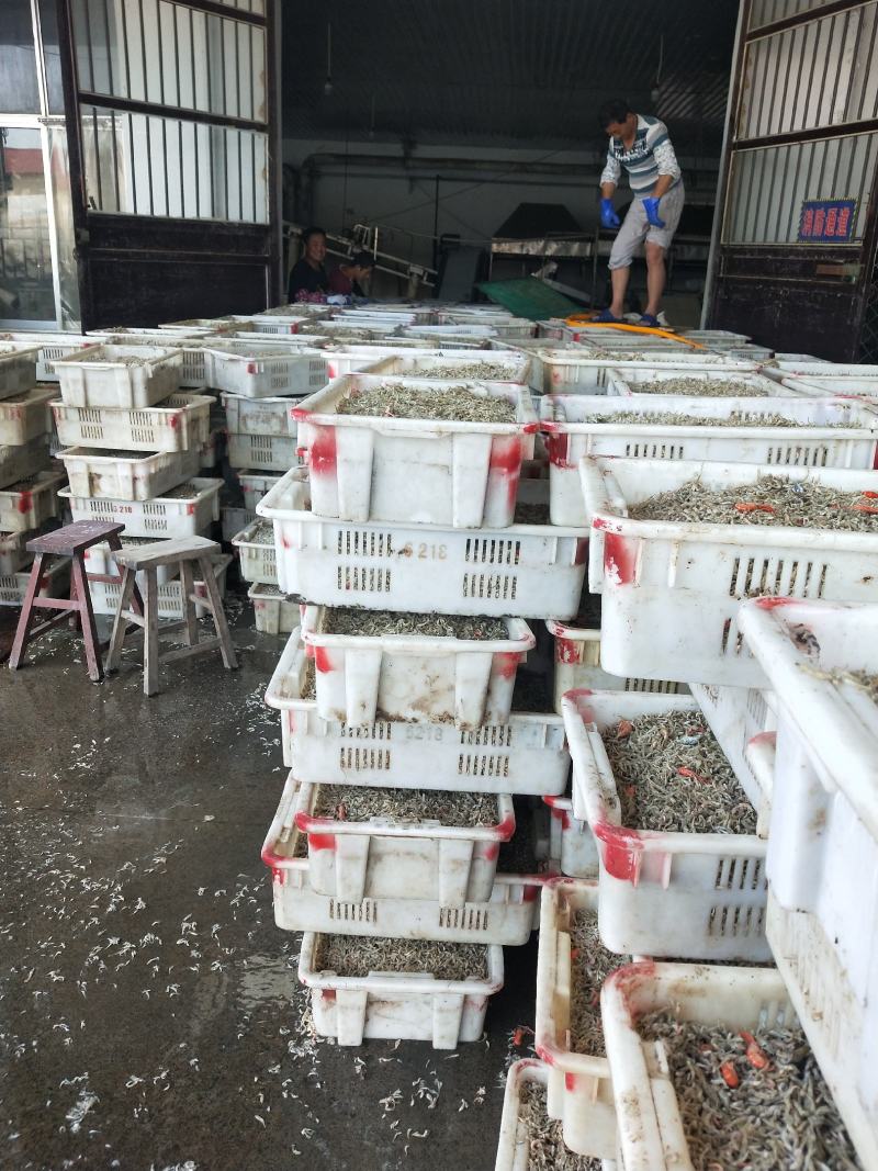 节头鱼小鱼饲料鱼食品级烘干小鱼！大量现货产地直发不包邮