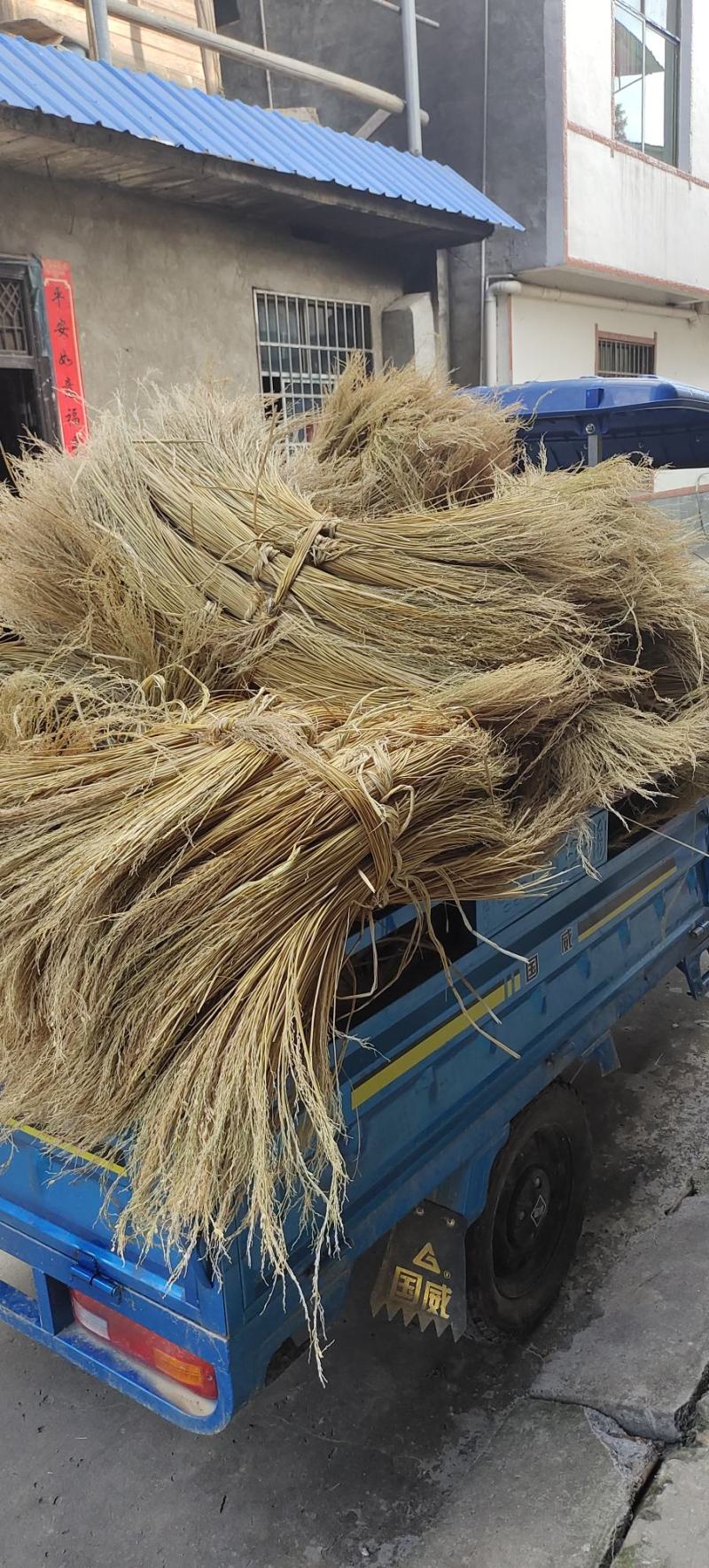 糯米稻草