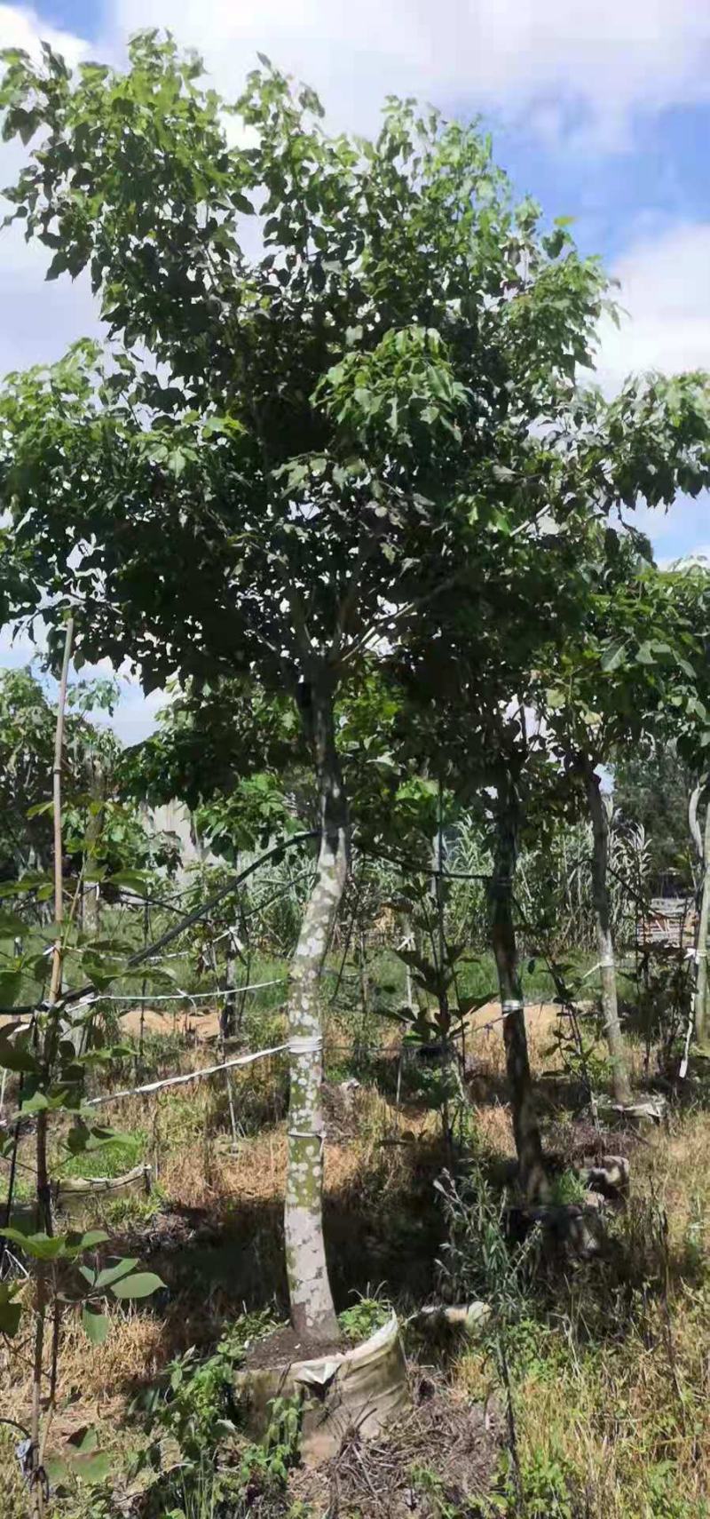 紫花风铃木8~9分，大量现货