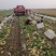 【推荐】山东精品荷兰十五土豆大量有货质量保证欢迎采购