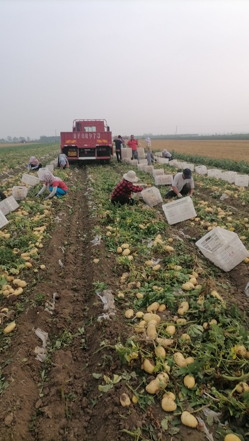 【推荐】山东精品荷兰十五土豆大量有货质量保证欢迎采购