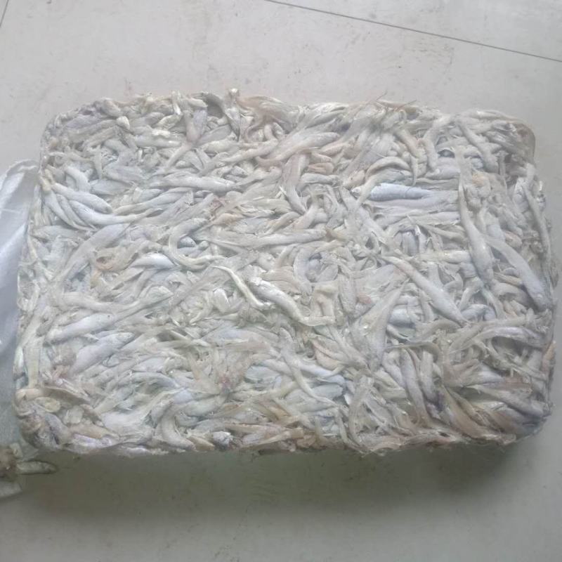 毛刀鱼小鱼，小毛刀鱼