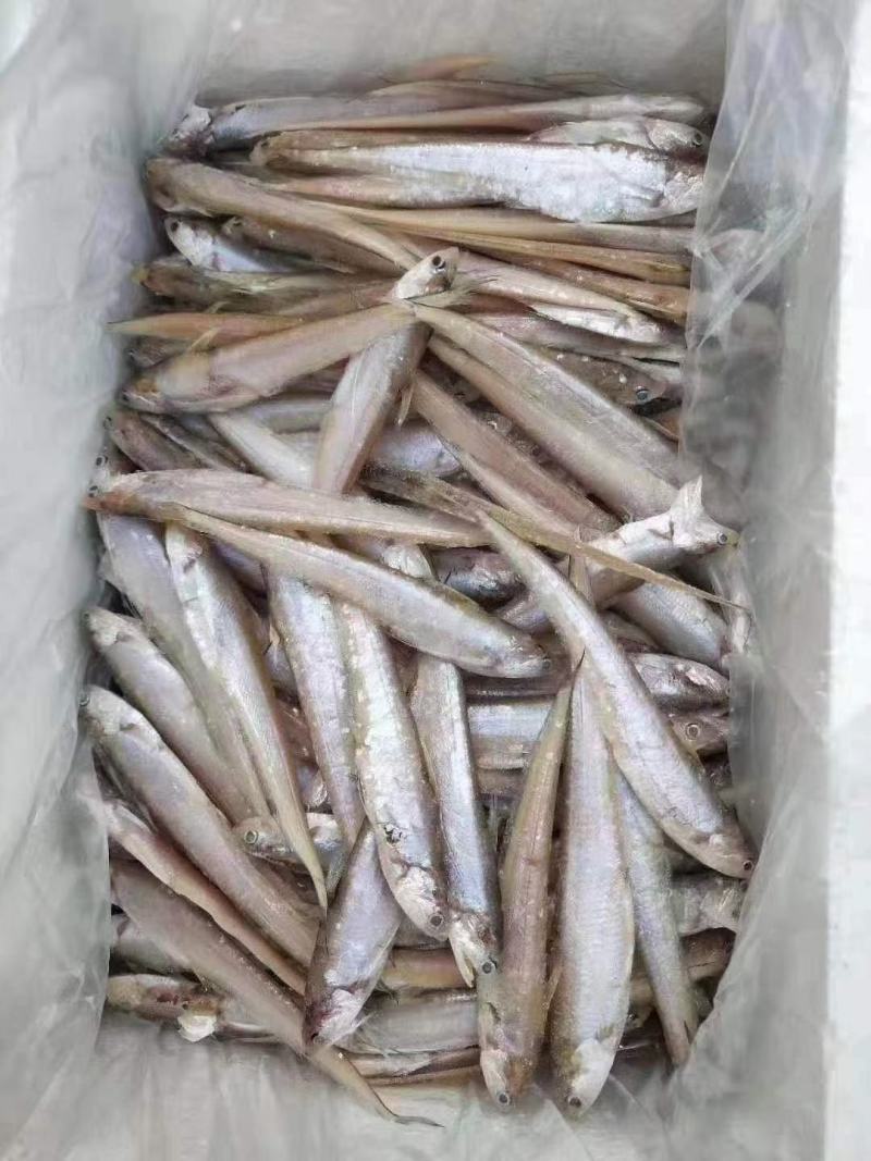 毛刀鱼小鱼，小毛刀鱼