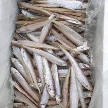 毛刀鱼小鱼，小毛刀鱼