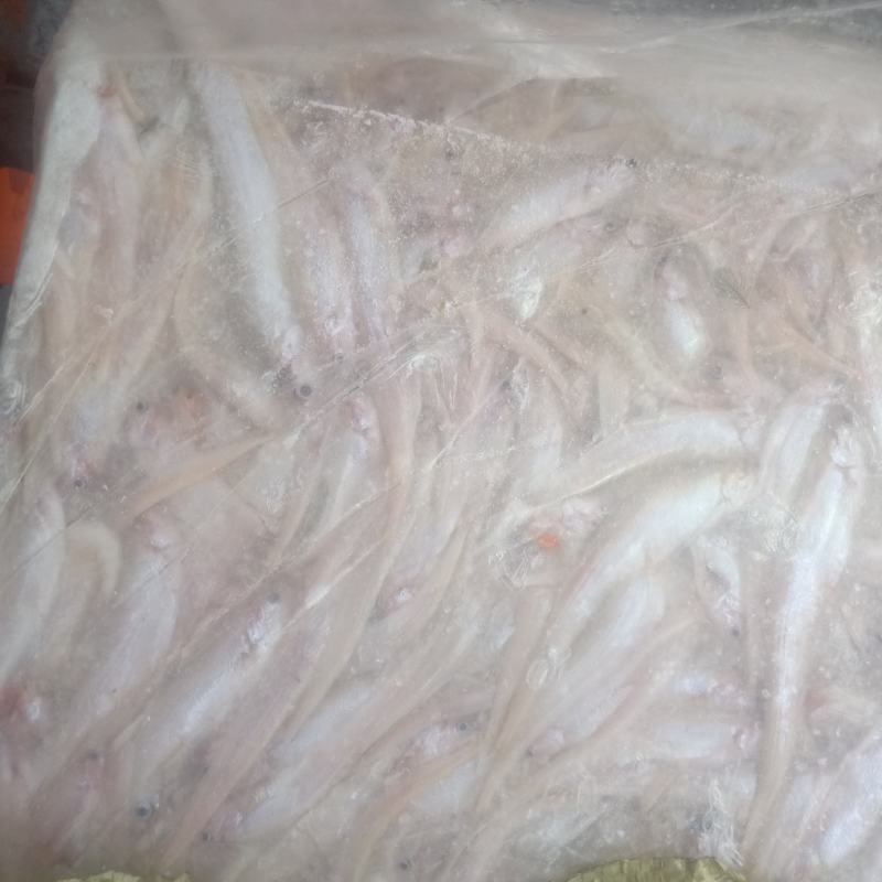 毛刀鱼小鱼，小毛刀鱼