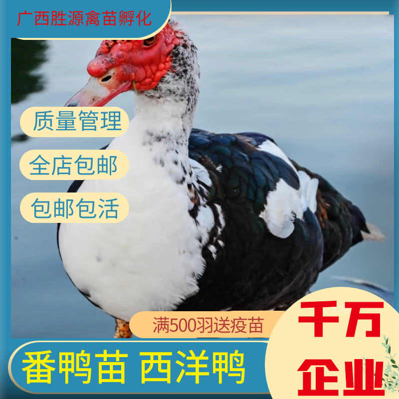 番鸭苗旱鸭苗西洋鸭苗火鸭广西鸭苗贵州鸭苗云南鸭苗