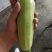 各种蔬菜大量上市