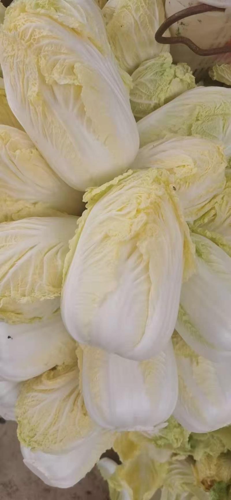 各种蔬菜大量上市