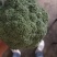 各种蔬菜大量上市