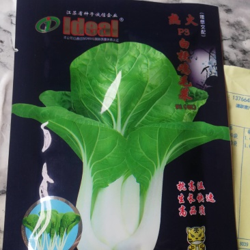 热火白梗鸡毛菜，抗高温生长快，高品质。