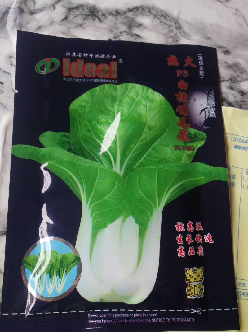 热火白梗鸡毛菜，抗高温生长快，高品质。