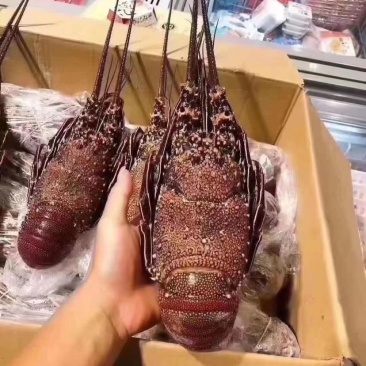 红龙虾规格齐全500/1000/2000