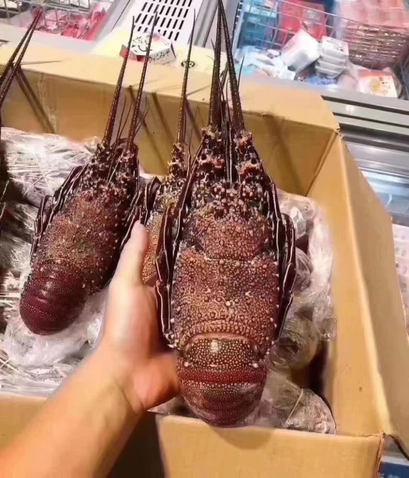 红龙虾规格齐全500/1000/2000