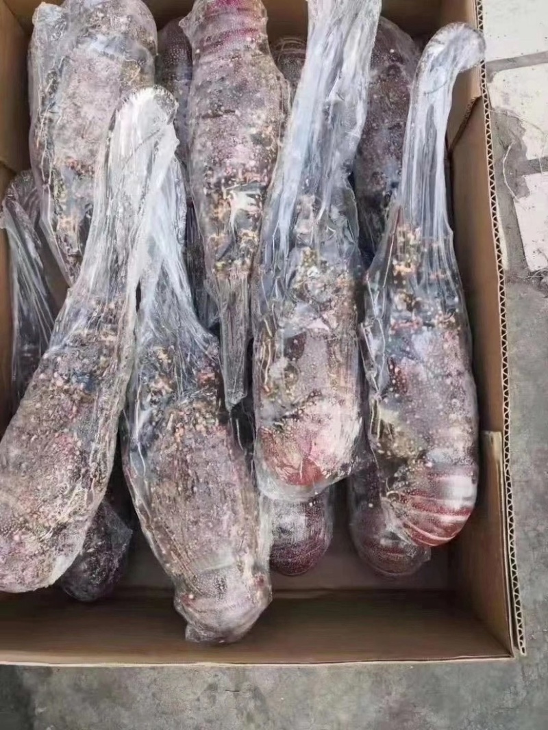 红龙虾规格齐全500/1000/2000