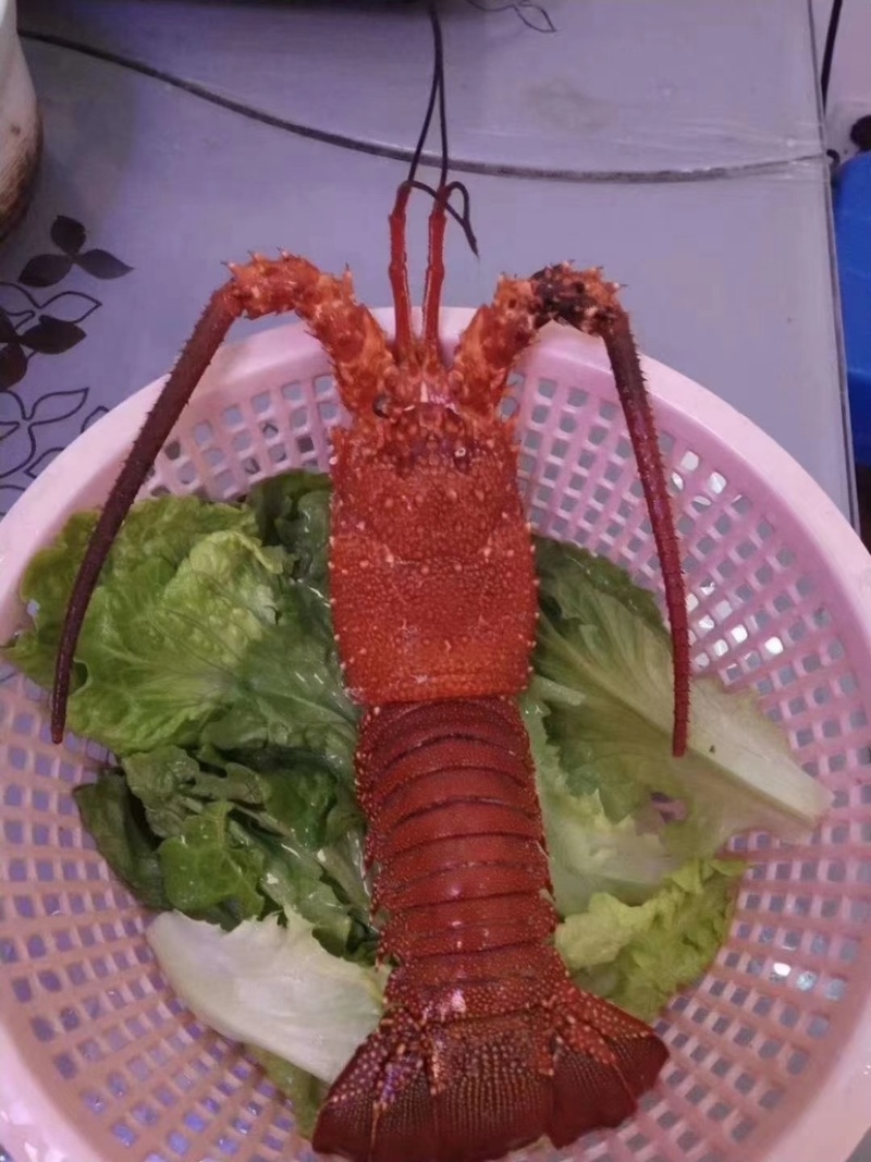 红龙虾规格齐全500/1000/2000