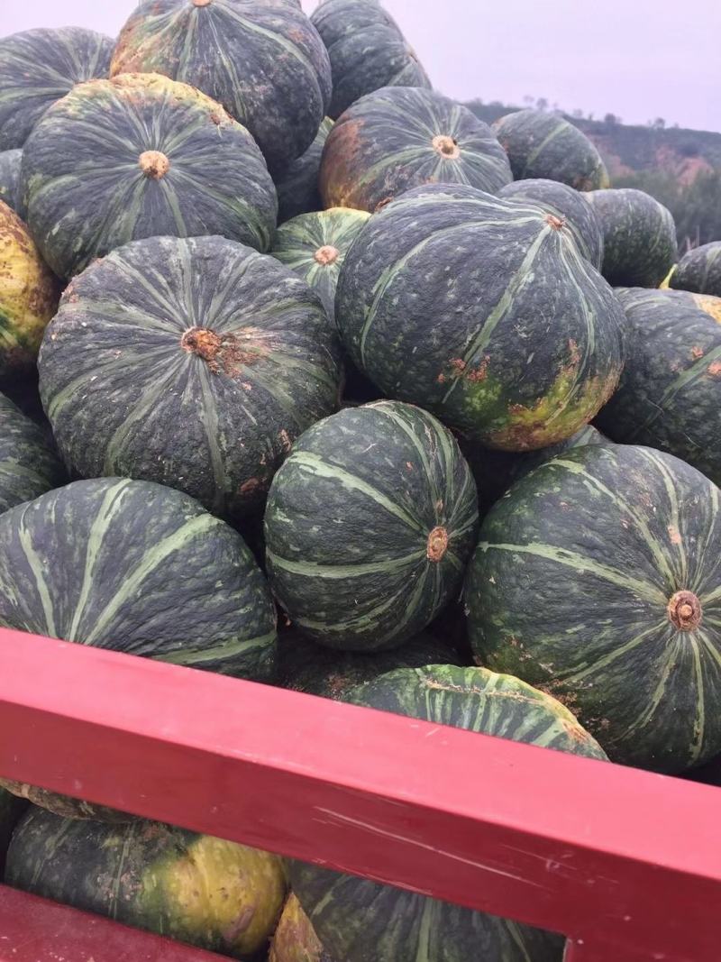 陕西板栗南瓜，大量上市中，个头大，产量高每天看供20吨