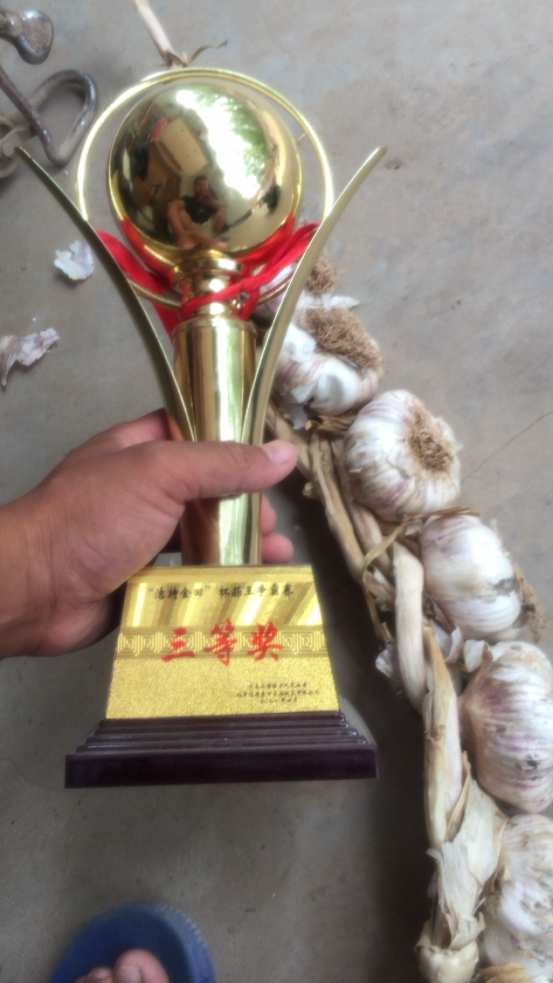 大名县淤土地蒜种产地直营销往全国各地