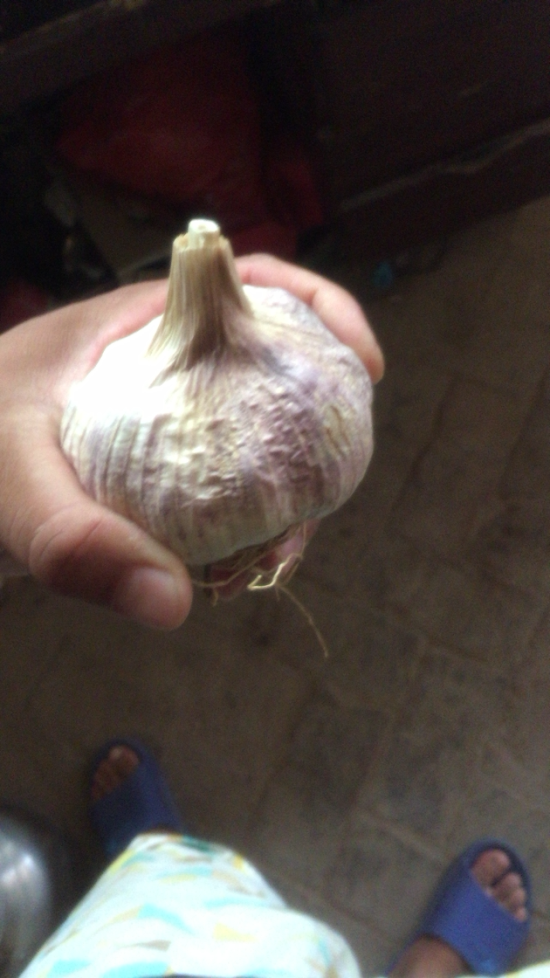大名县淤土地蒜种产地直营销往全国各地