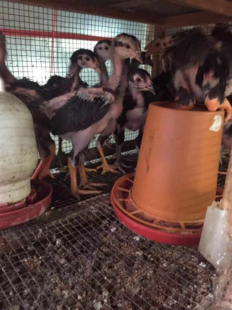 正品斗鸡苗斗鸡脱温斗鸡鬼子斗鸡越南斗鸡苗