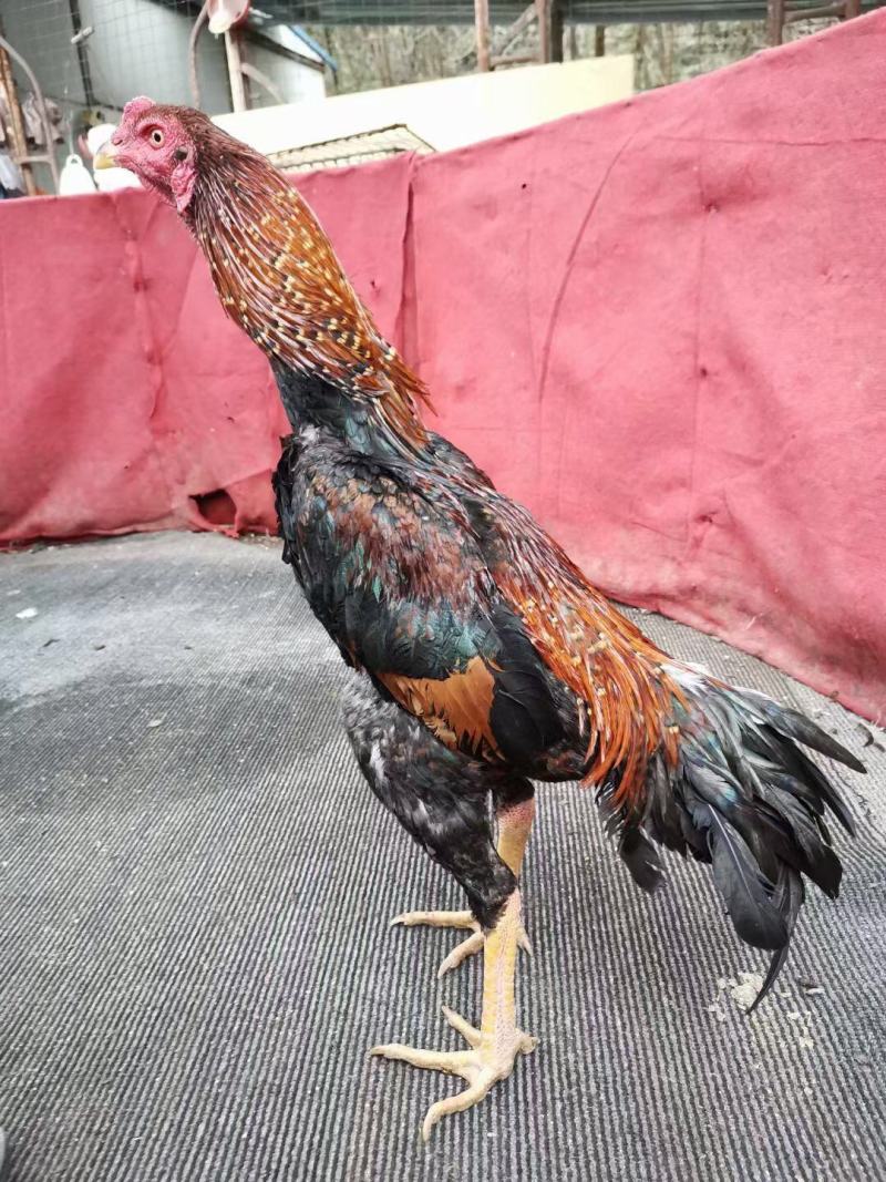 正品斗鸡苗斗鸡脱温斗鸡鬼子斗鸡越南斗鸡苗