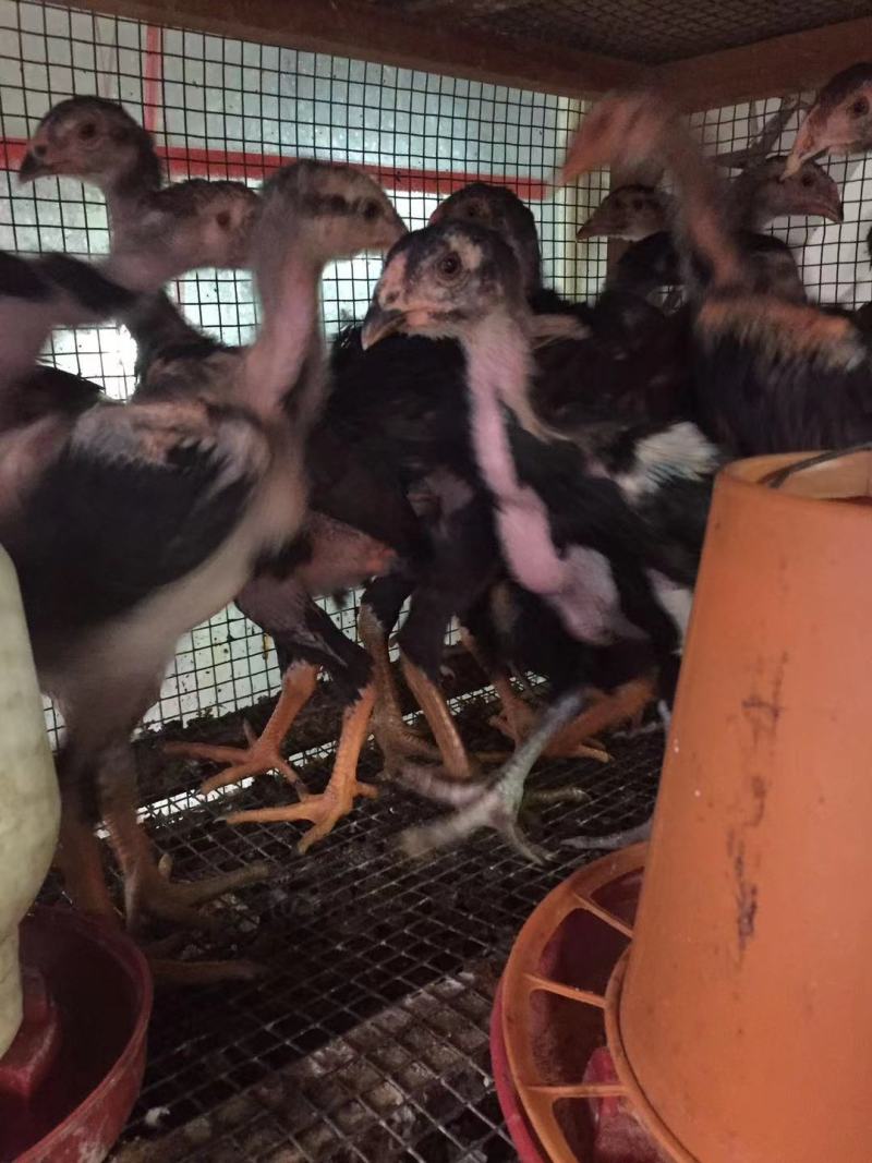 正品斗鸡苗斗鸡脱温斗鸡鬼子斗鸡越南斗鸡苗