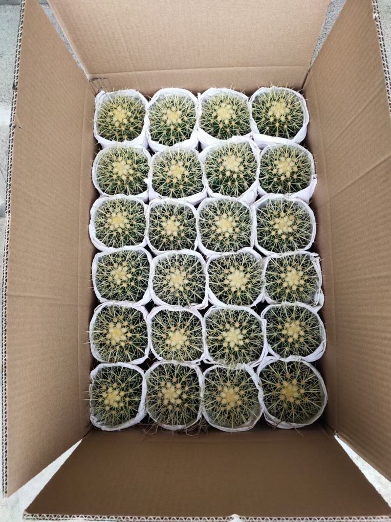 基地直销金虎各种归格大量批发