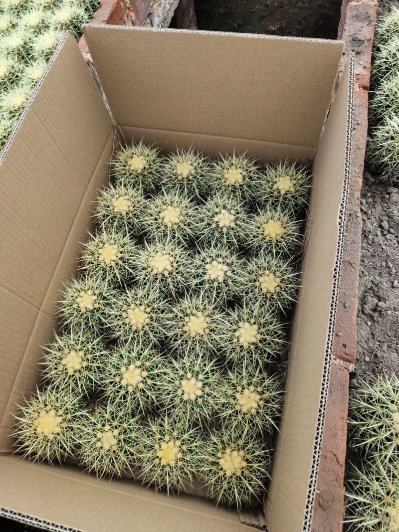 基地直销金虎各种归格大量批发