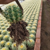 基地直销金虎各种归格大量批发