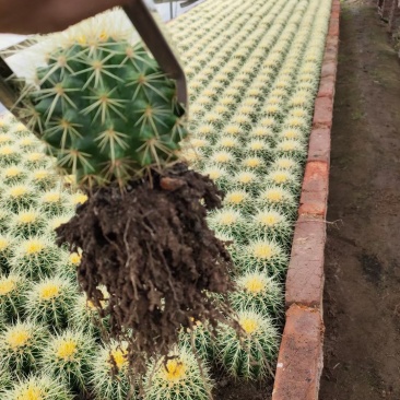 基地直销金虎各种归格大量批发