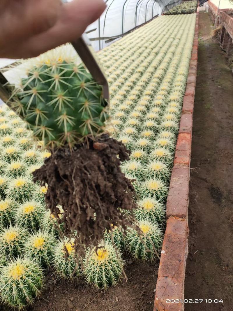 基地直销金虎各种归格大量批发