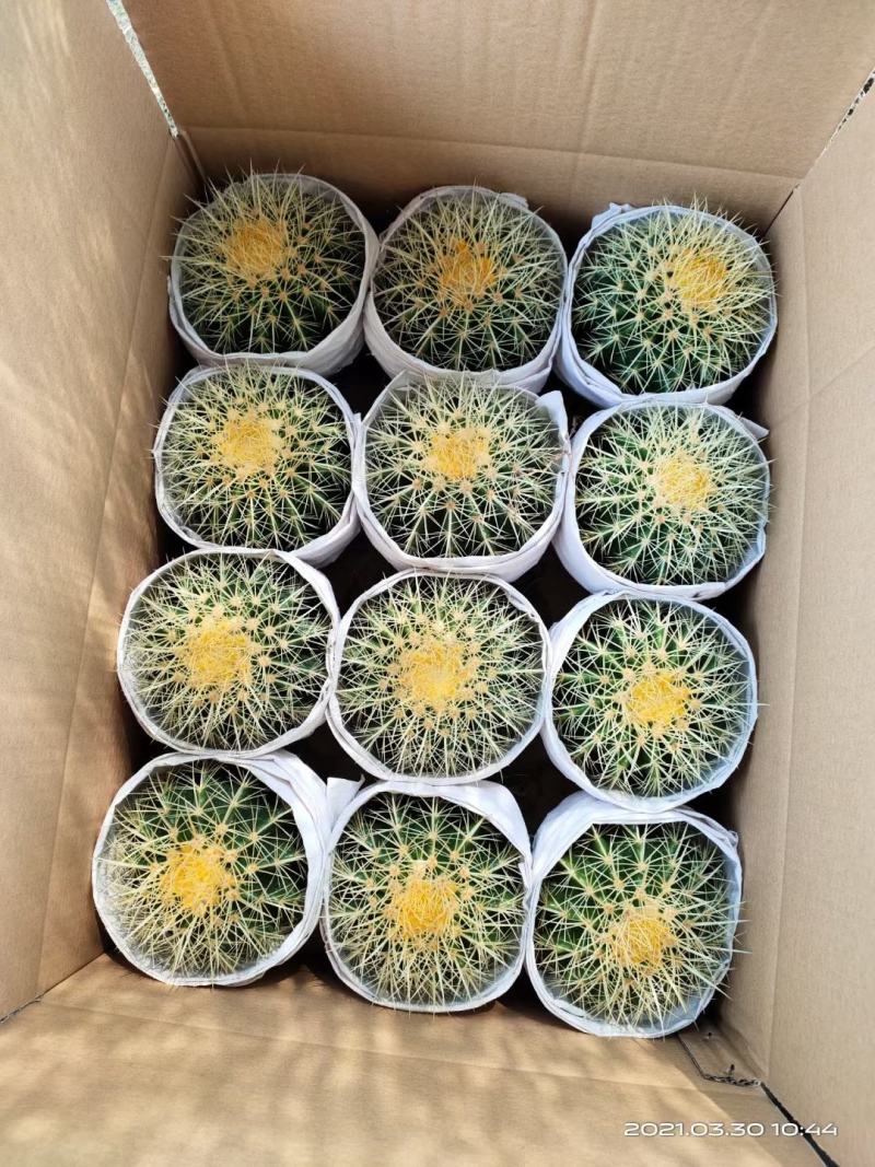 基地直销金虎各种归格大量批发