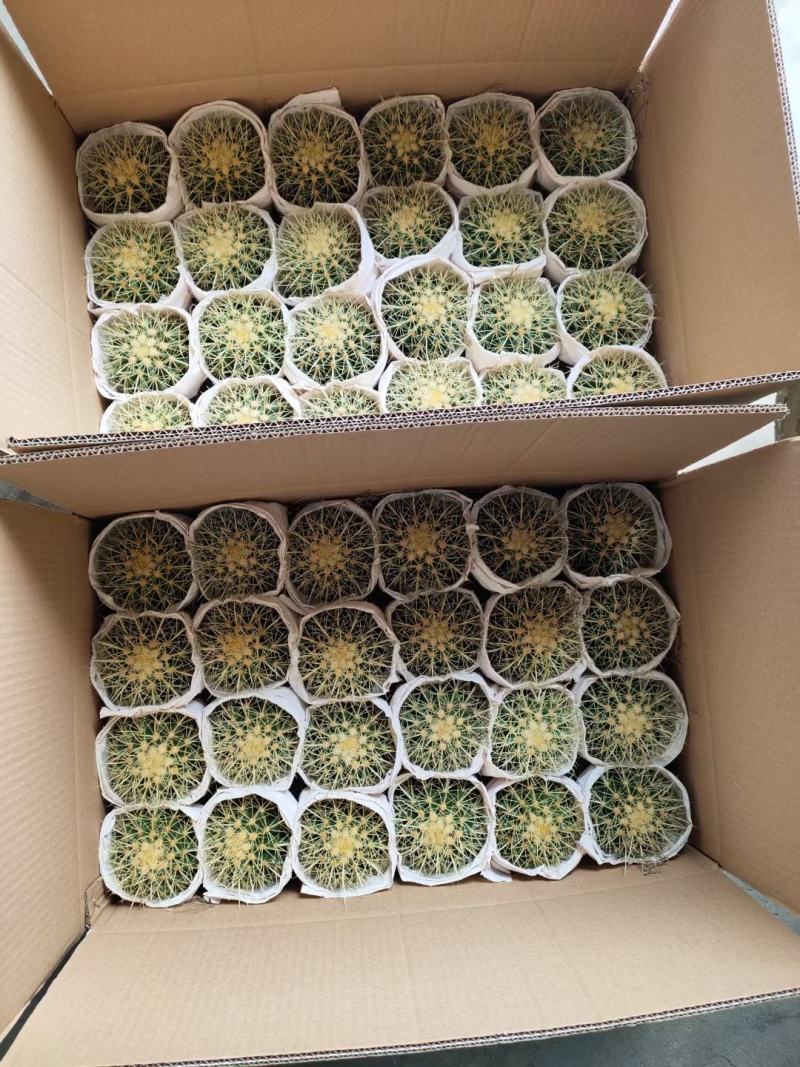 基地直销金虎各种归格大量批发