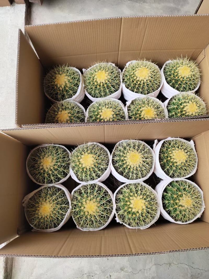 基地直销金虎各种归格大量批发