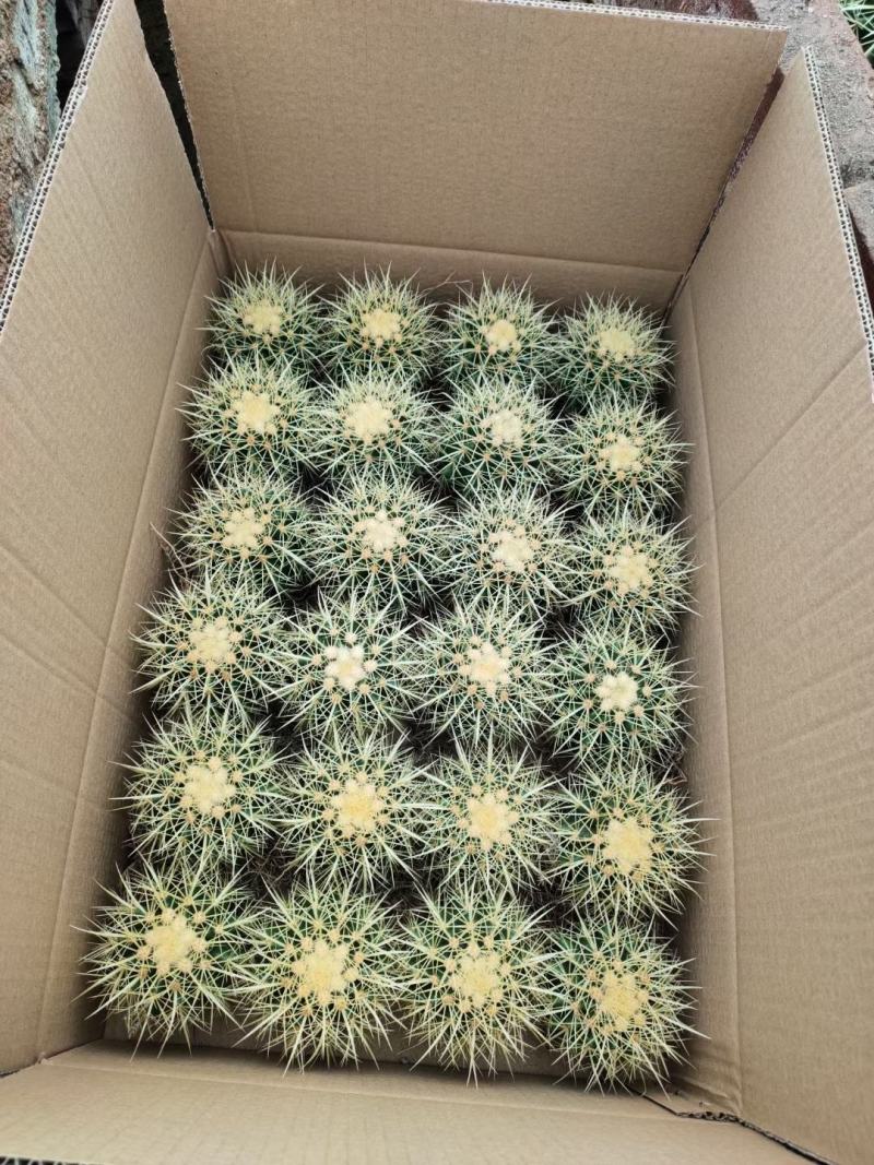 基地直销金虎各种归格大量批发