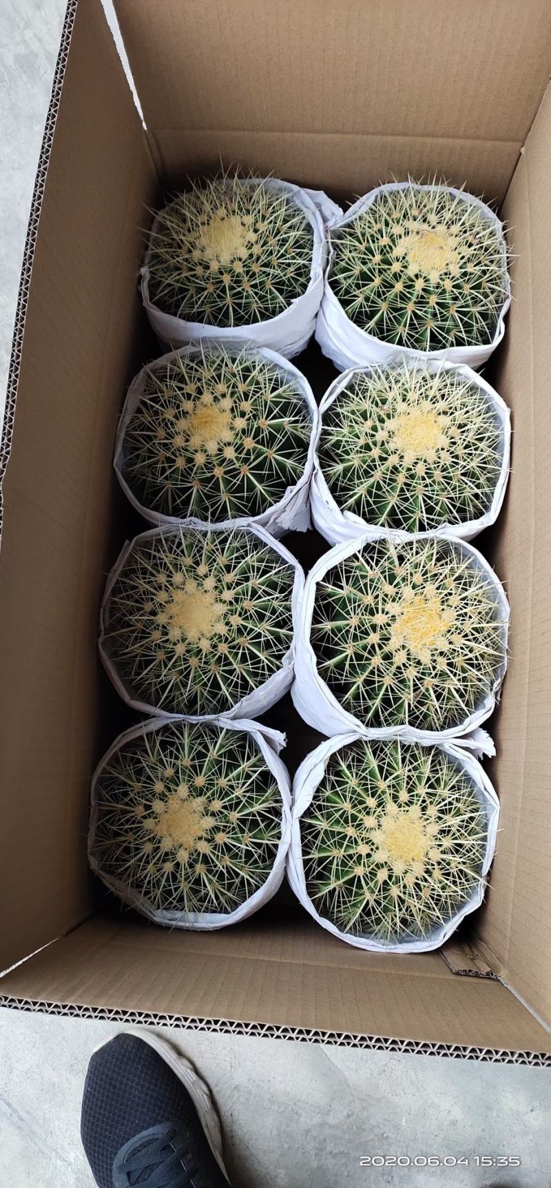 基地直销金虎各种归格大量批发